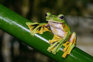 Some creatures are said to fly, but they actually glide or have controlled falling. Wallace’s Flying Frog is a marvel of engineering and programmed adaptation.