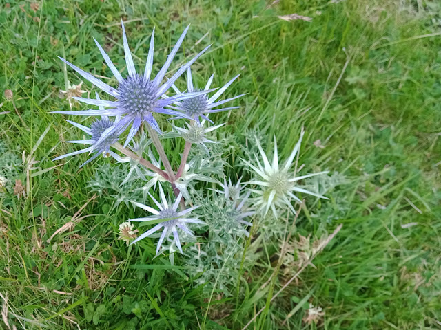Mediterranean Sea Holly Eryngium bourgatii, Hautes Pyrenees, France. Photo by Loire Valley Time Travel.