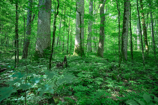 Joyce Kilmer Memorial Forest