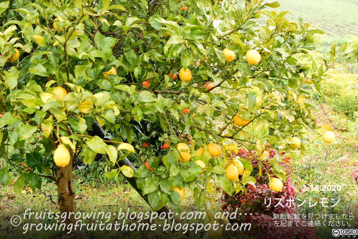 レモンの苗の種類と品種一覧 Lemon Variety 果樹の苗の種類 果樹オタクのための栽培品種の一覧データベース