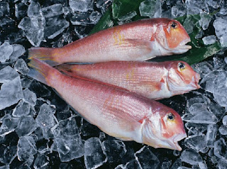 Tilefish Fisch