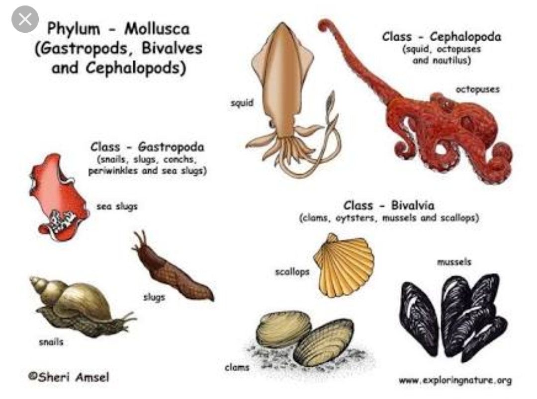  Pengertian  Peranan Karakteristik dan Ciri ciri Filum  