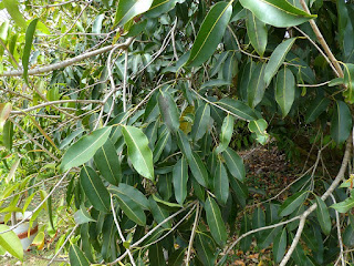 Syzygium cumini - Jamblon - Jamelonier 