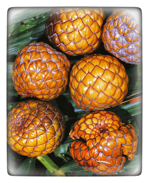 The fruit inside is brownish white, has seeds, and tastes very brown. Everything in the sago tree can be used by humans, from the leaves, flowers, fruit, tree trunks, to the roots.