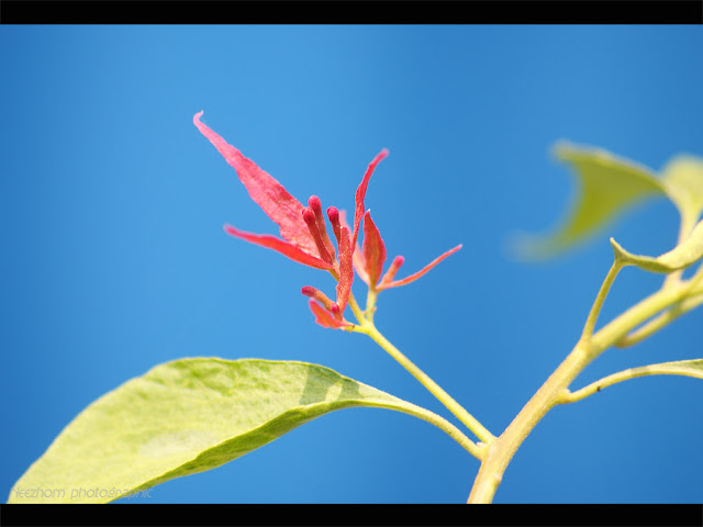 tiny red bougainvilla with blue background photo