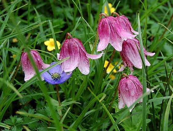 Лилия япинская (Lilium yapingense)