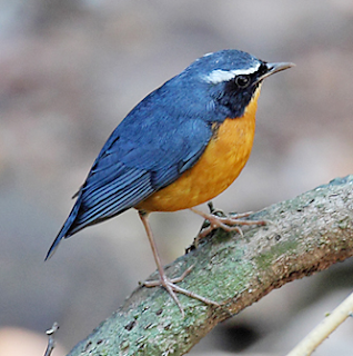 Kicau burung indian blue robin