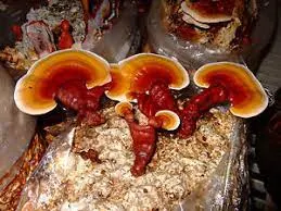 Mushroom Spawn Supplier In Chalani
