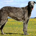 THE DECORATIVE DEERHOUND. 