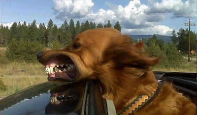 Funny Dog Faces at 50 MPH Seen On www.coolpicturegallery.us