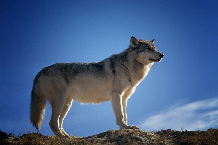 Alasan Serigala-serigala Suka Melolong Bersahutan