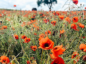 Come with me on a lazy Sunday stroll in the poppy fields of Bubnell, Baslow in the Peak District.