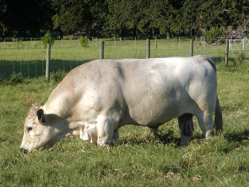 JWest's Mazarati Owned by Southern Cross Cattle