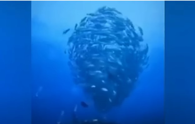 Fish swim in a circle