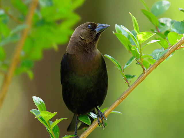 Black Bird Cute Wallpaper