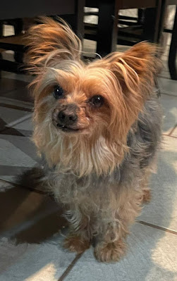 Lily female Yorkshire Terrier