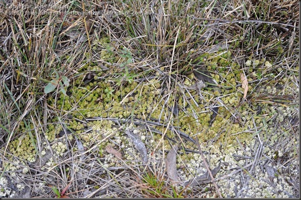 Sphagnum