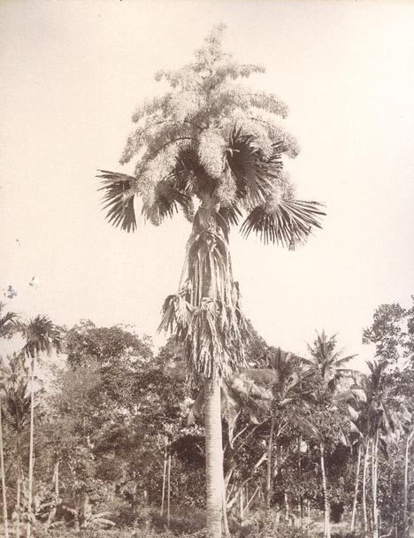 Talipot Palm in Flower photographed by Skeen & Co. [Image Courtesy: http://www.imagesofceylon.com ]