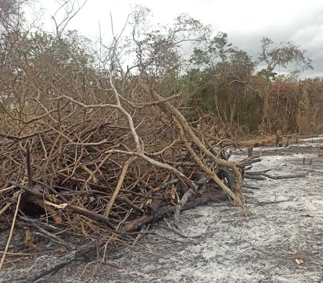 ACABAN CON LA RESERVA DE CURARÍ EN LA PARROQUIA EL BLANCO