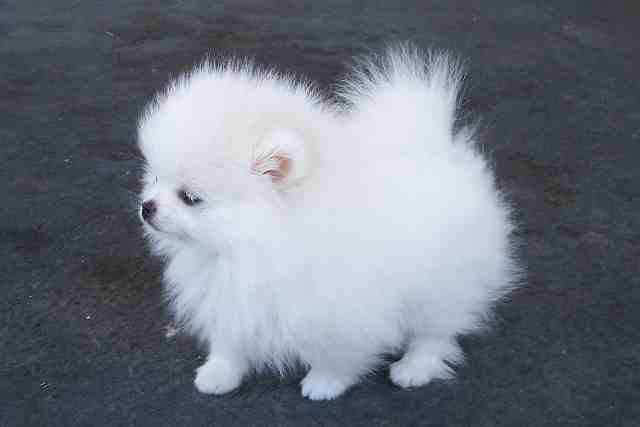 Teacup Pomeranian Puppies For Sale