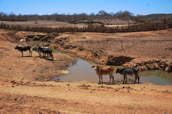 Resultado de imagem para situação de emergencia pela seca