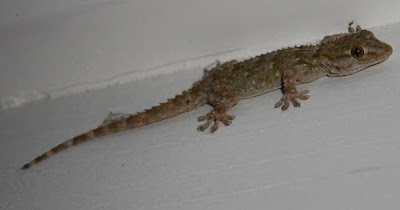 lézard guillaume lelasseux 2008