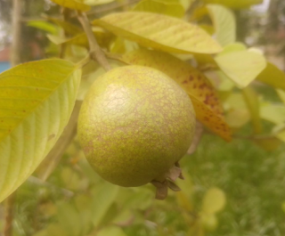 কিভাবে ছাদবাগানের টবে চাষাবাদ বা লালন-পালন করবো