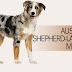 Australian Shepherd Mixed with Lab: A Guide to This Lively and Loyal Crossbreed