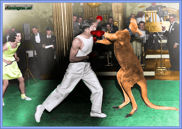 Night Club Kangaroo Boxing Match