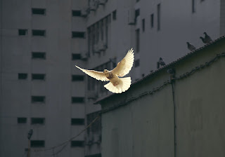 Dove - Photo by Sunguk Kim on Unsplash