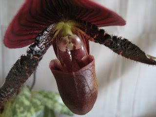 How to Grow Orchids-Paphiopedilum