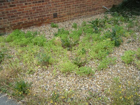 Front Garden : Before