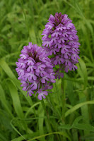 Pyramidal Orchid