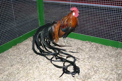 Onagadori, ayam unik memiliki ekor yang panjang