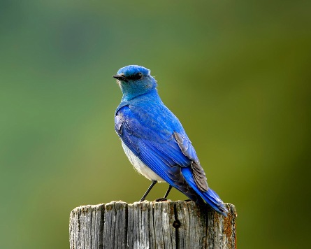 Blue Bird