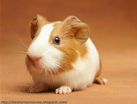 Funny guinea pig. 