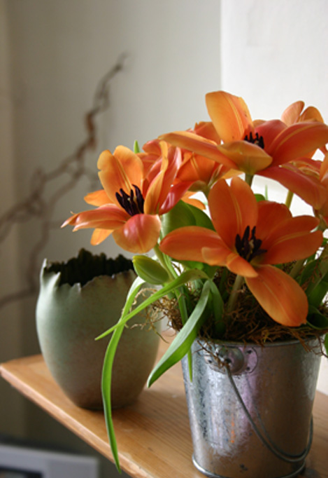 tall flower pot ideas Orange Tulip Flower | 469 x 682