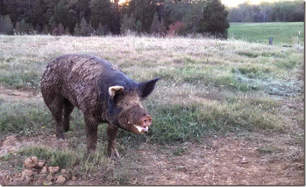 WTF pig picking 10 (28b)