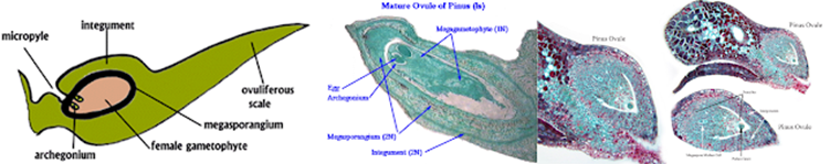 La escama. A diferencia de las microsporas, las megasporas se producen en cantidades limitadas al interior de los arquegonios de cada una de las escamas, esta es una microfotografia de varias escamas de un megastróbilo.