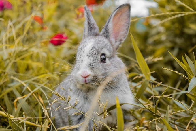 Cuidados del conejo como mascota