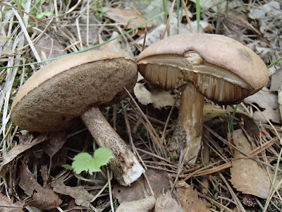 koźlarz babka Leccinum scabrum