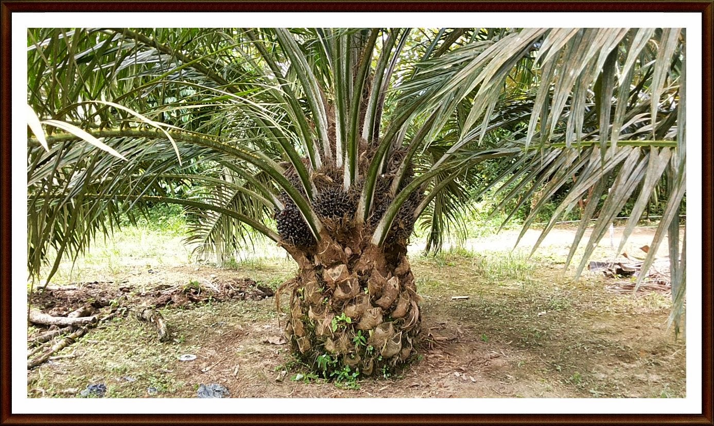 PEMBEKAL BAJA AMALAN PEMBAJAAN KELAPA  SAWIT