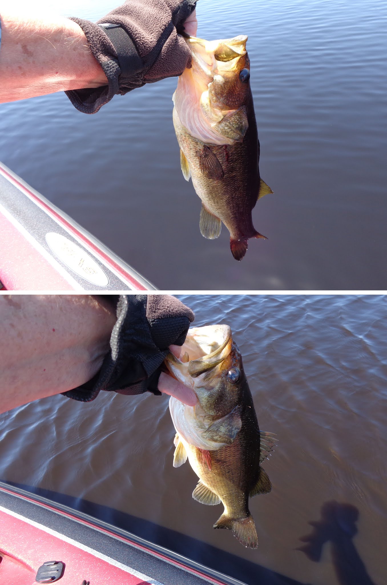 Neglected Ponds Equal Lunker Largemouths - The Fisherman