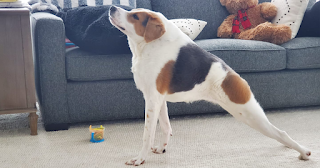 Cachorro nacido con columna vertebral corta y sin cuello encuentra una familia que lo ama tal como es