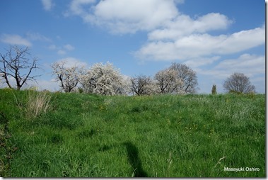 Hallerbos straat