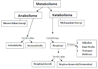 Pengertian Metabolisme, Anabolisme dan Katabolisme Lengkap