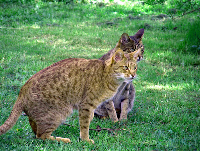 Kucing Ocicat HD