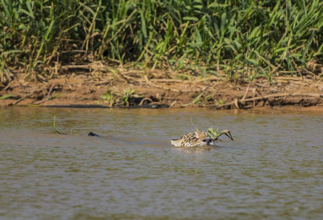 Jaguar attacks Caiman in Brazil