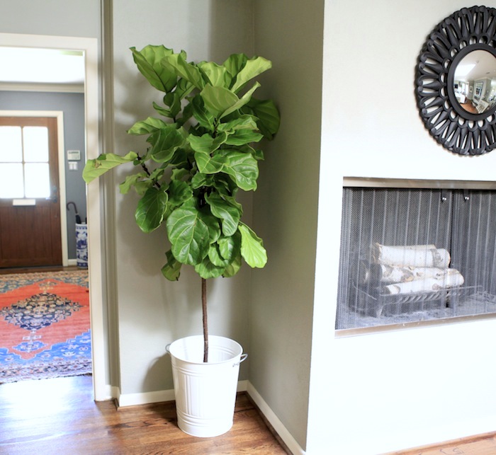 Fiddle Leaf Fig