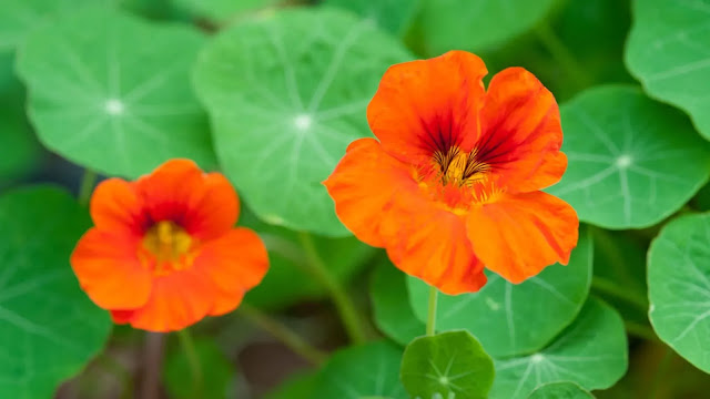 Nasturtiums